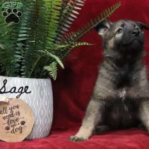 Sage, German Shepherd Puppy